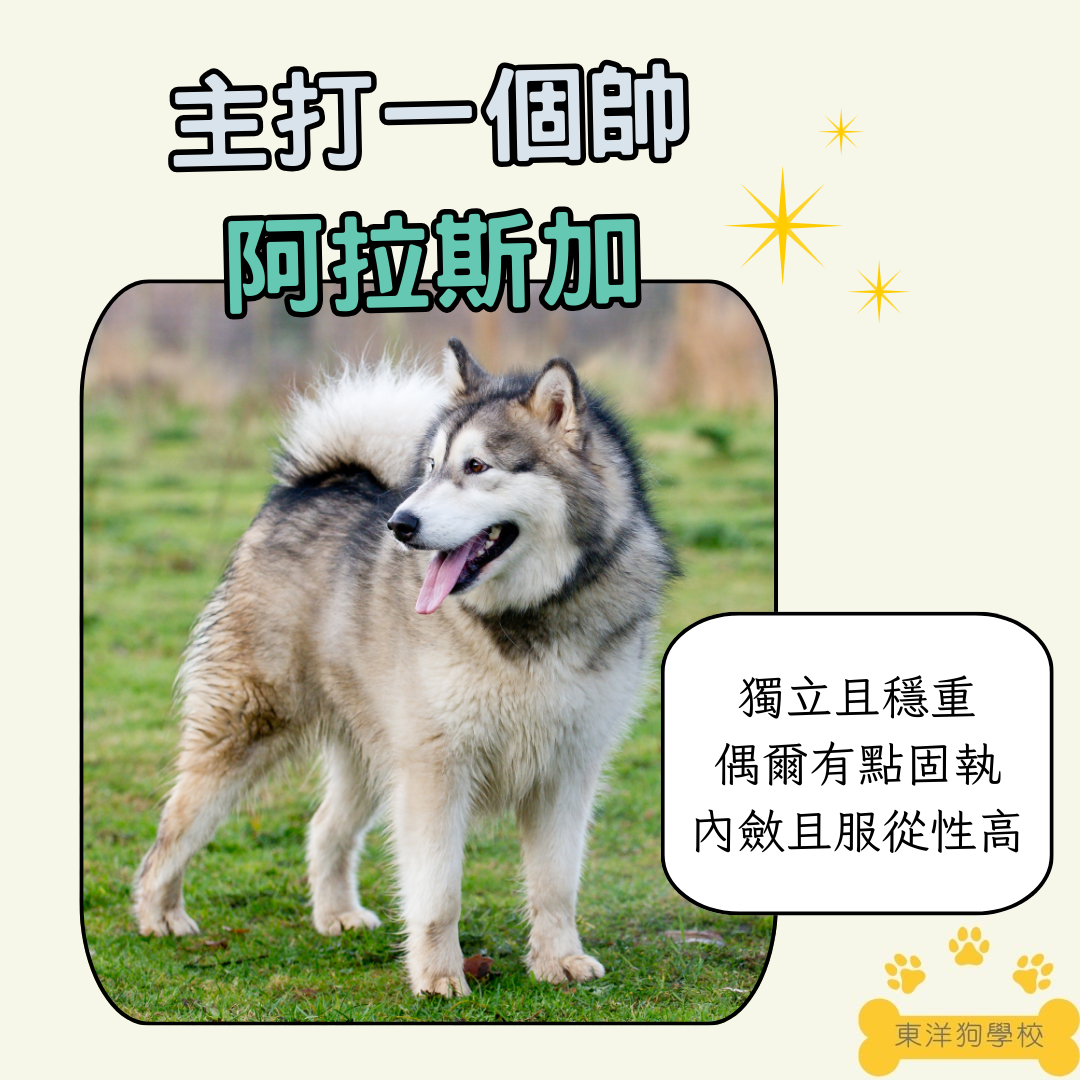 阿拉斯加犬