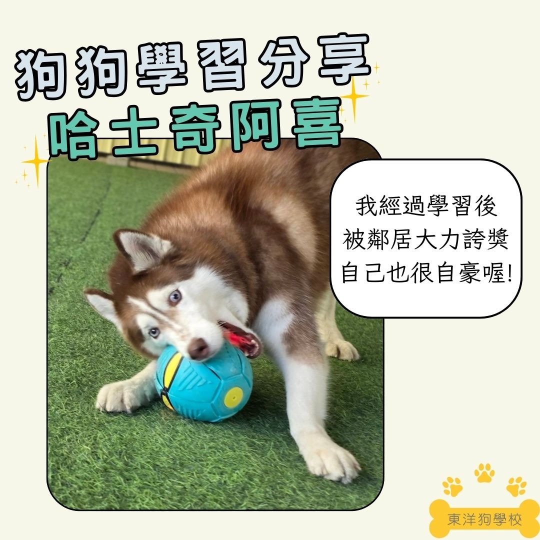 哈士奇訓練成果分享