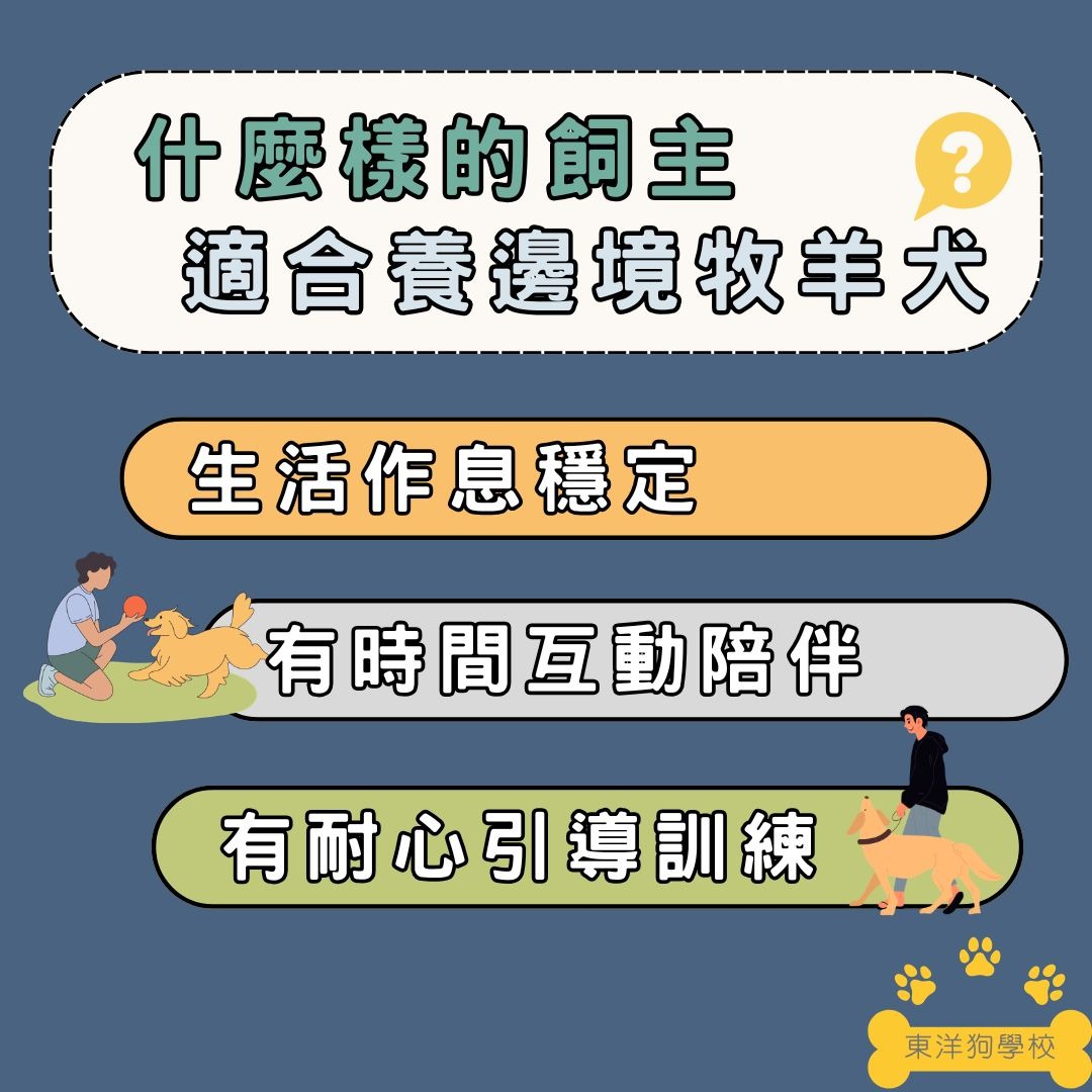 邊境牧羊犬適合什麼樣的飼主
