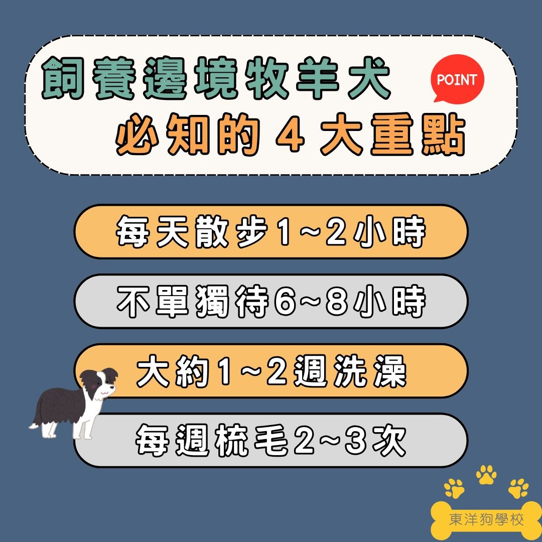 飼養邊境牧羊犬須知