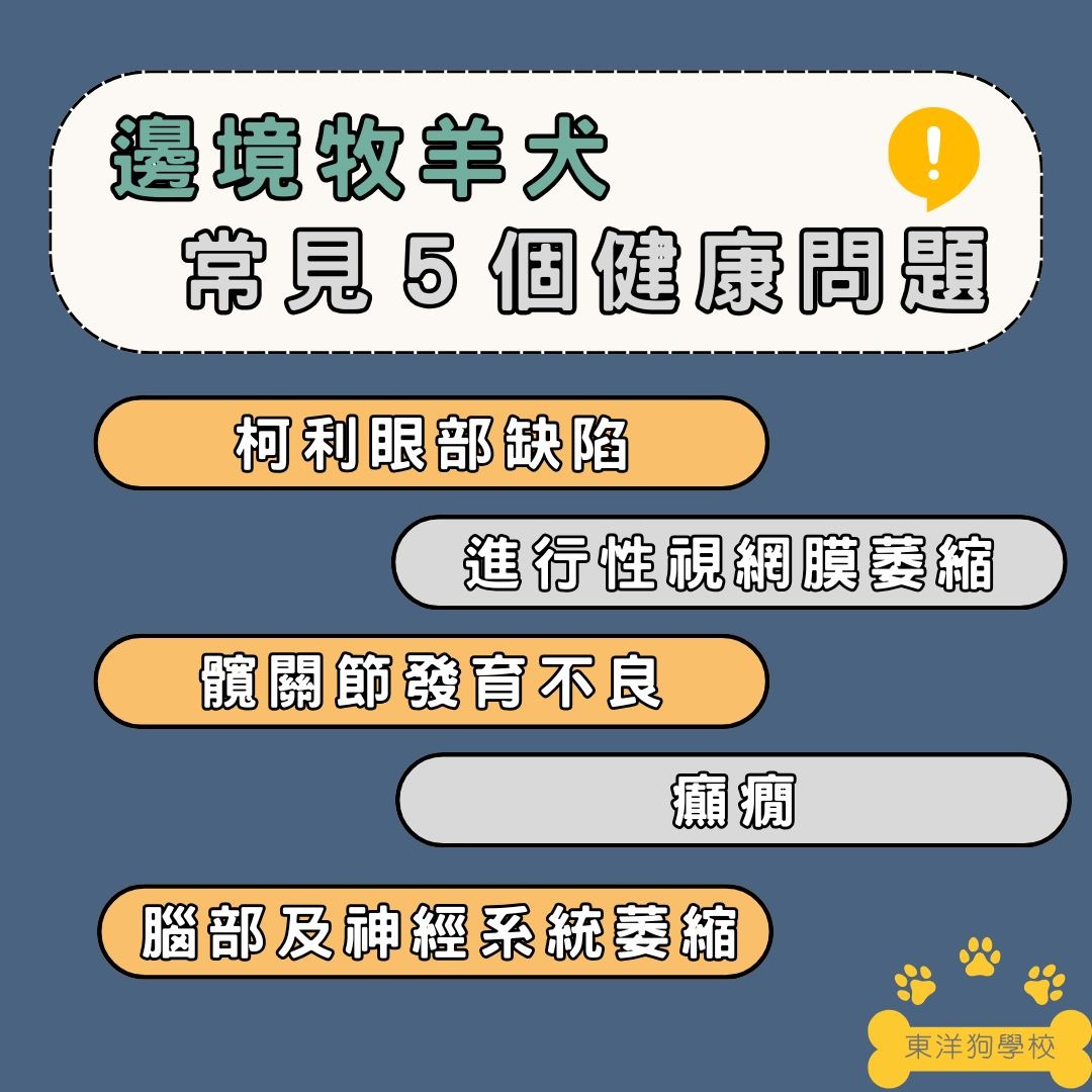 邊境牧羊犬的常見疾病