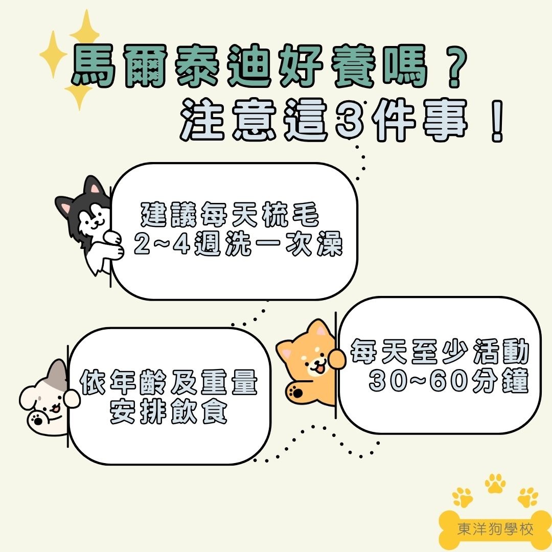 馬爾泰迪好養嗎