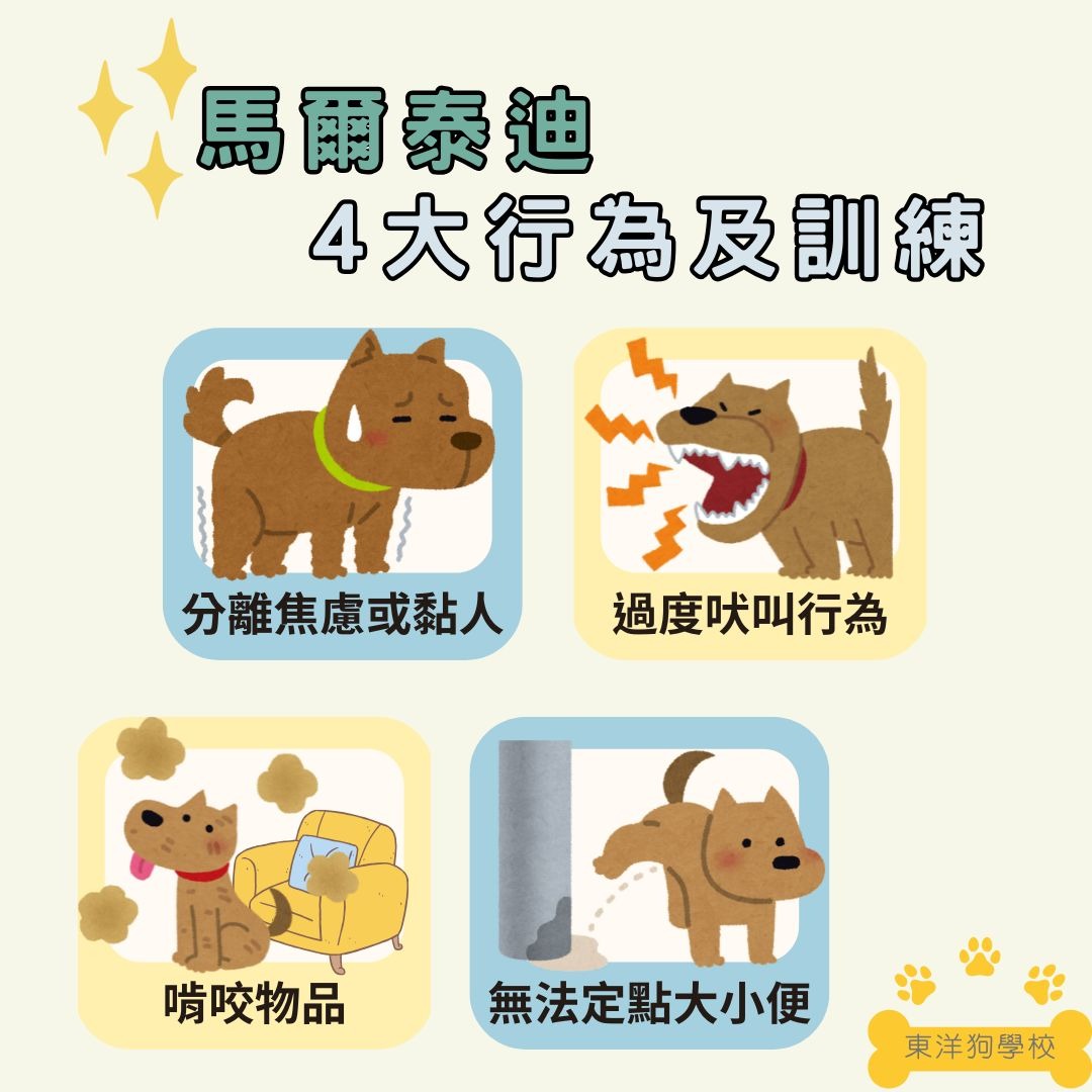馬爾泰迪常見行為問題及訓練方式
