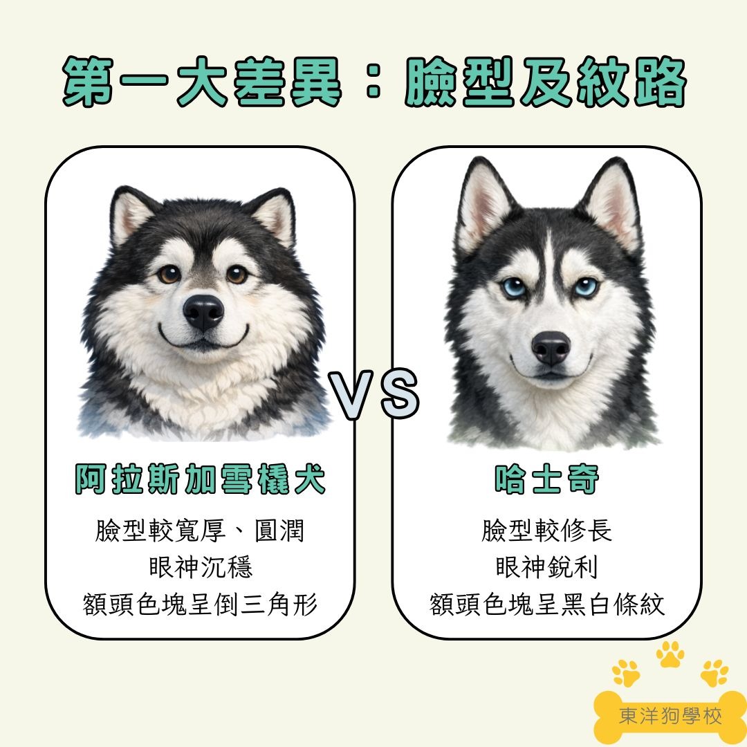 阿拉斯加和哈士奇的臉型及紋路