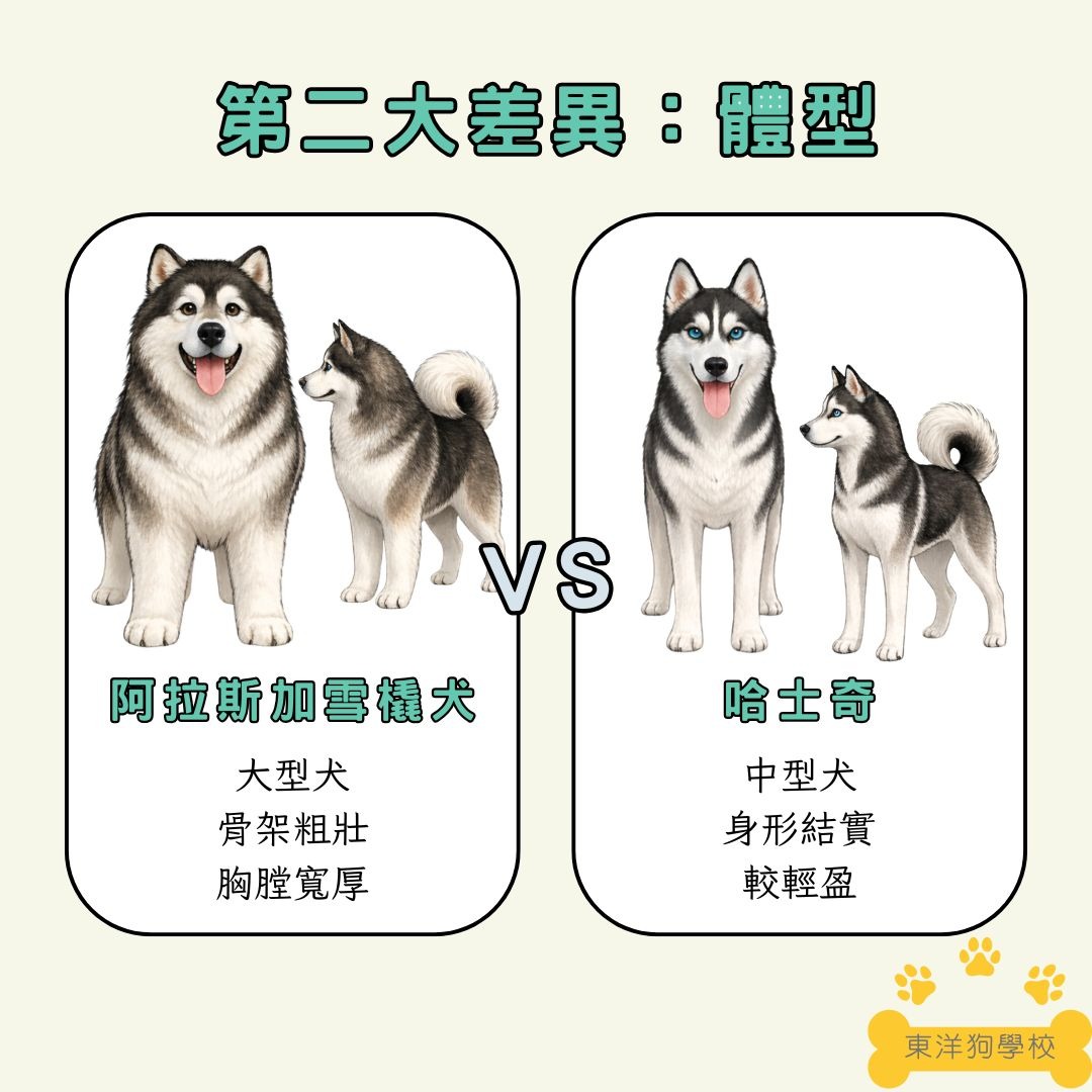 阿拉斯加和哈士奇的體型