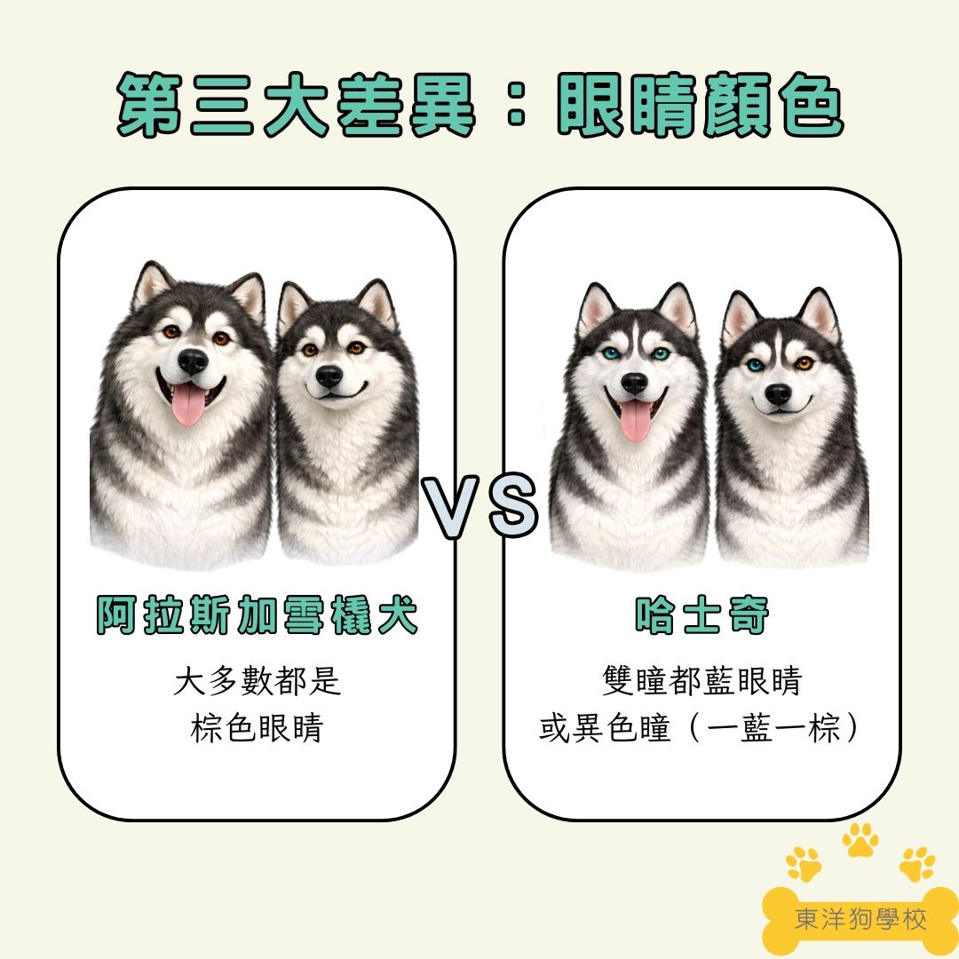 阿拉斯加和哈士奇的眼睛顏色