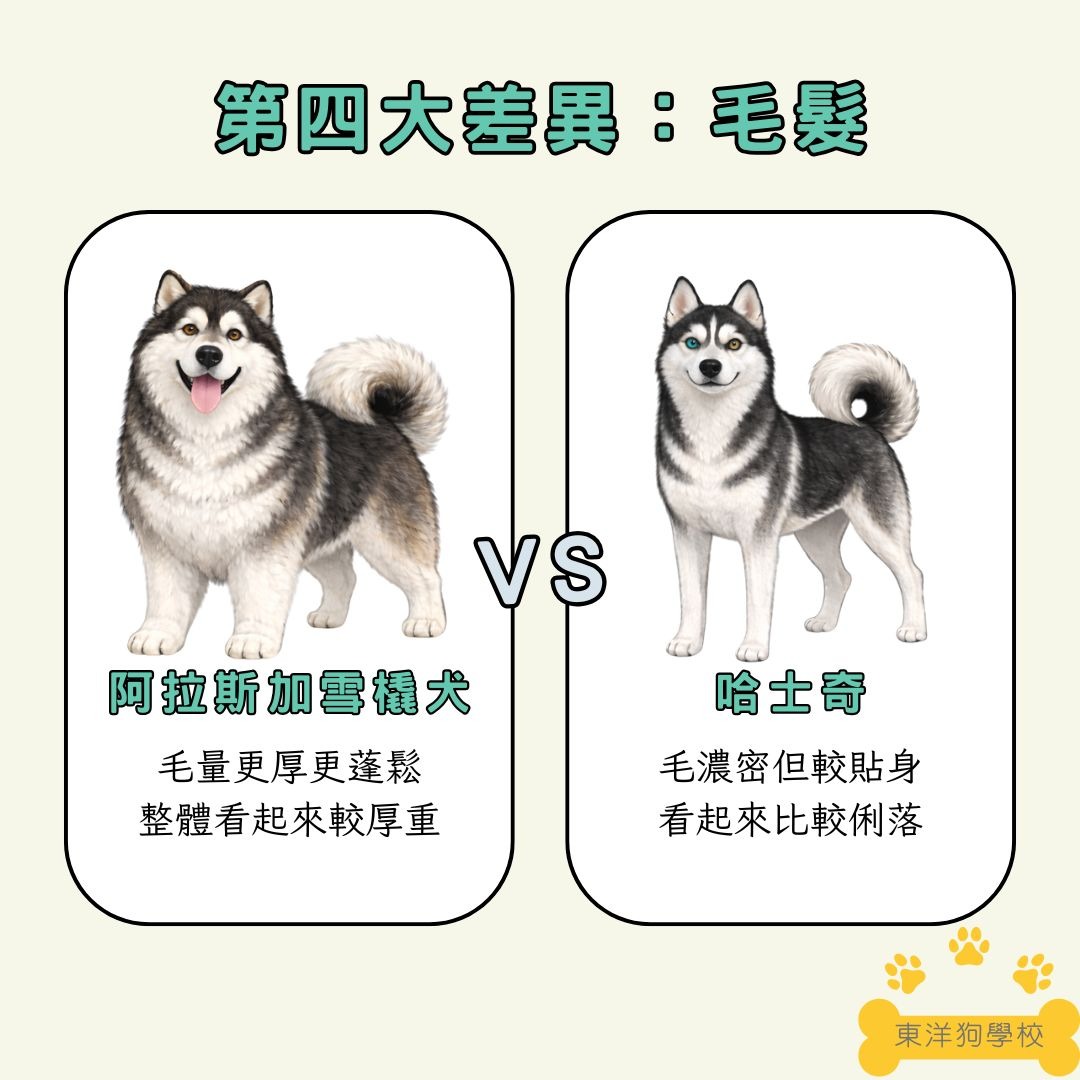 阿拉斯加和哈士奇的毛髮