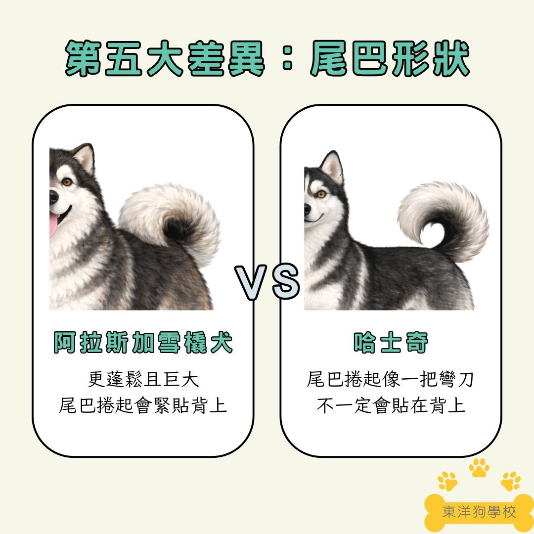 阿拉斯加和哈士奇的尾巴形狀