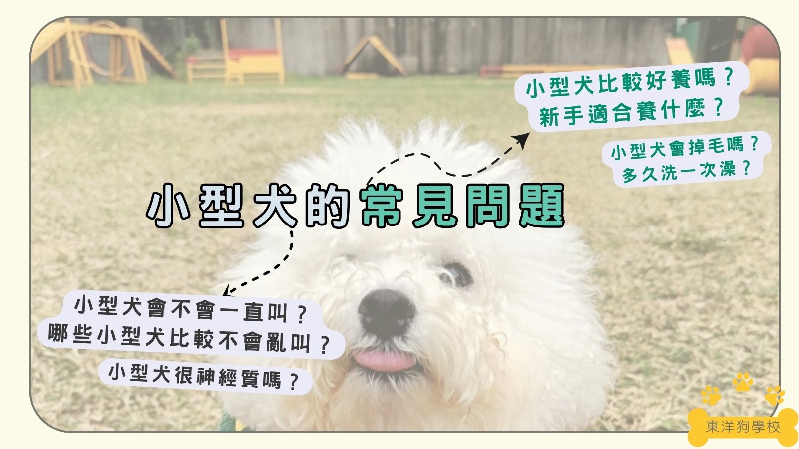 小型犬常見問題