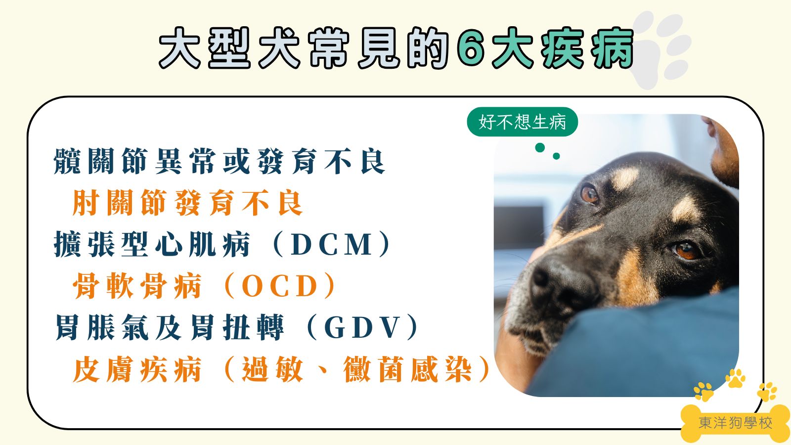 大型犬常見6大疾病